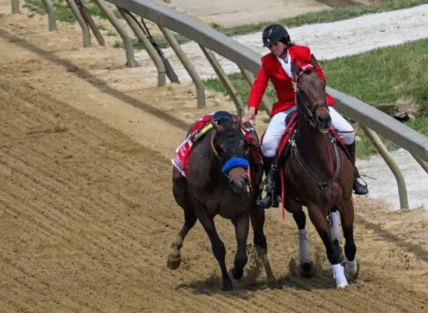 Common Racehorse Injuries and Treatment