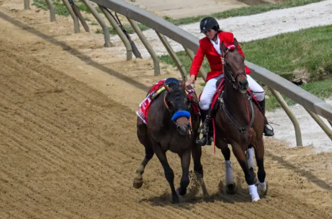 Common Racehorse Injuries and Treatment