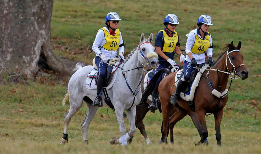 Conditioning Exercises for Racehorses